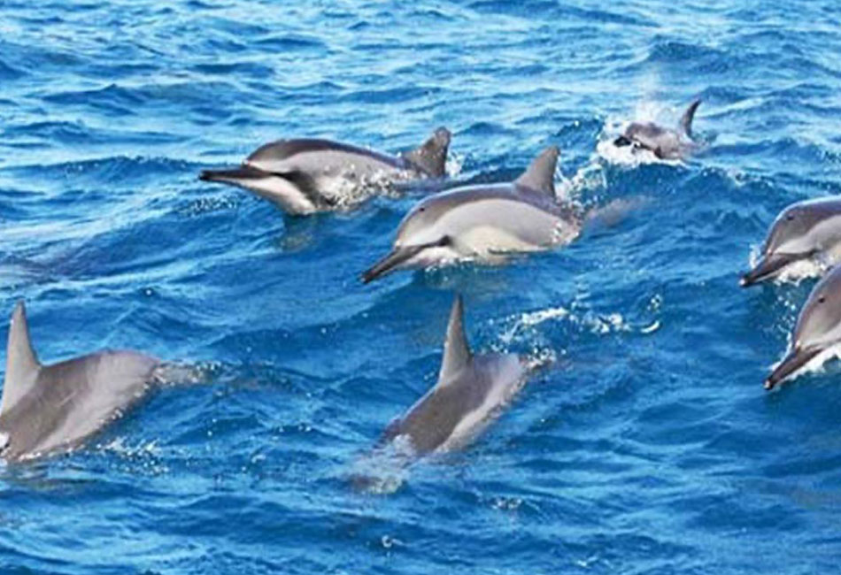 Phuket Private Catamaran Charters