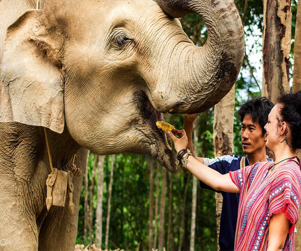 Phuket Elephant Jungle Sanctuary