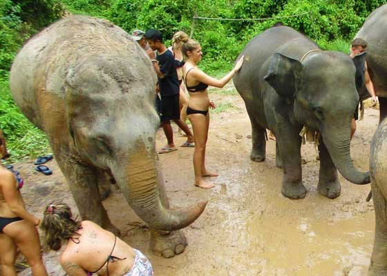 Full Day Elephant Care Tour