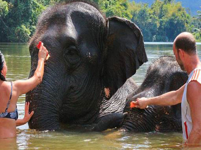 Elephant  Sanctuary Tour