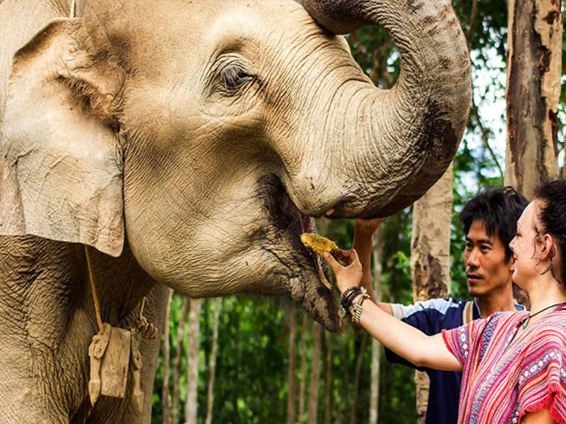 Phuket Elephant Jungle Sanctuary