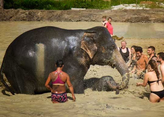 Phuket Elephant Jungle Sanctuary