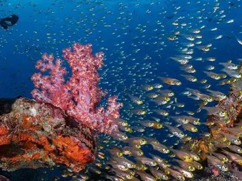 Similan Island Tour