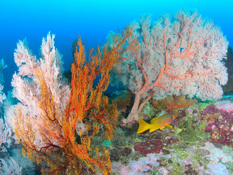 Similan Island Tour