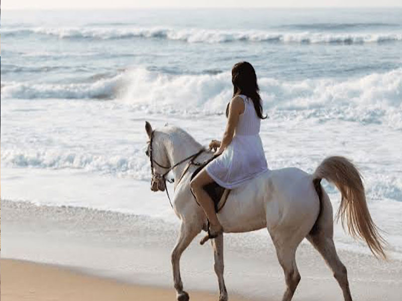 Phuket Horse Ridding