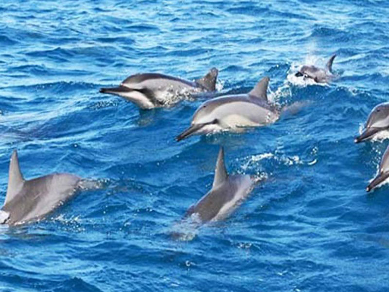 Private Boat Tour with Dolphin Spotting & Snorkeling
